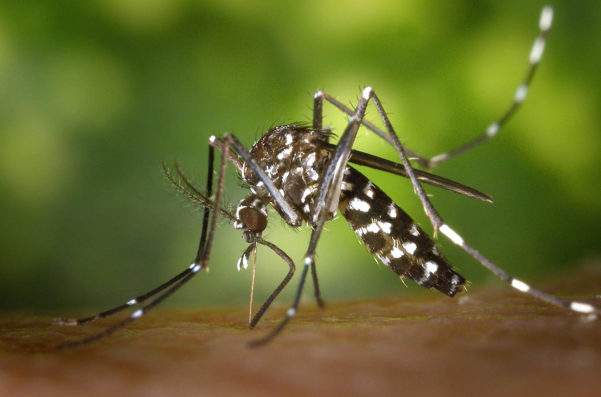 Don't let mozzies ruin your Australia Day